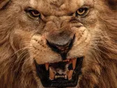 Roaring Lion